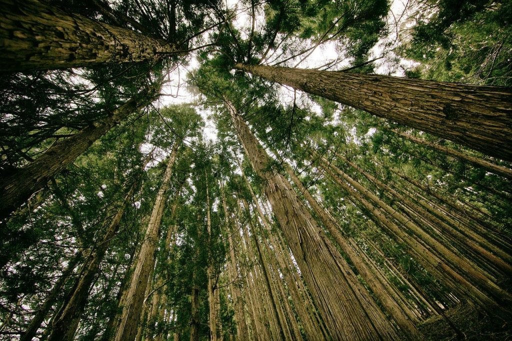 photo en contre-plongée d'une forêt